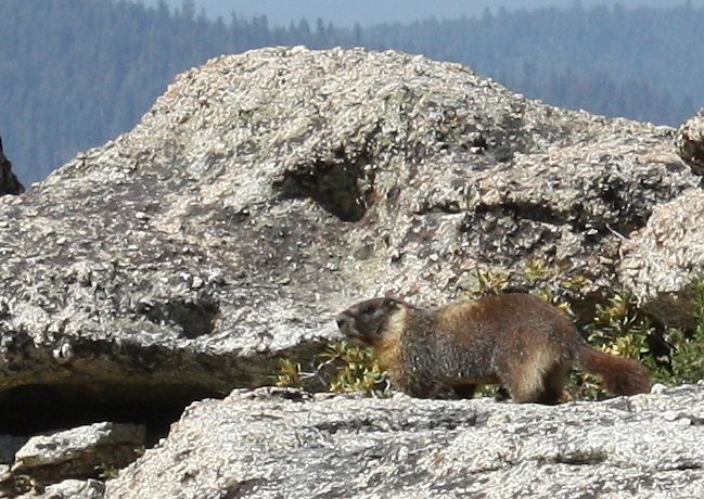 San Francisco, CA: Chewing Gum Lake, Emigrant Wilderness