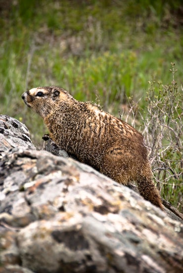 Marmot None