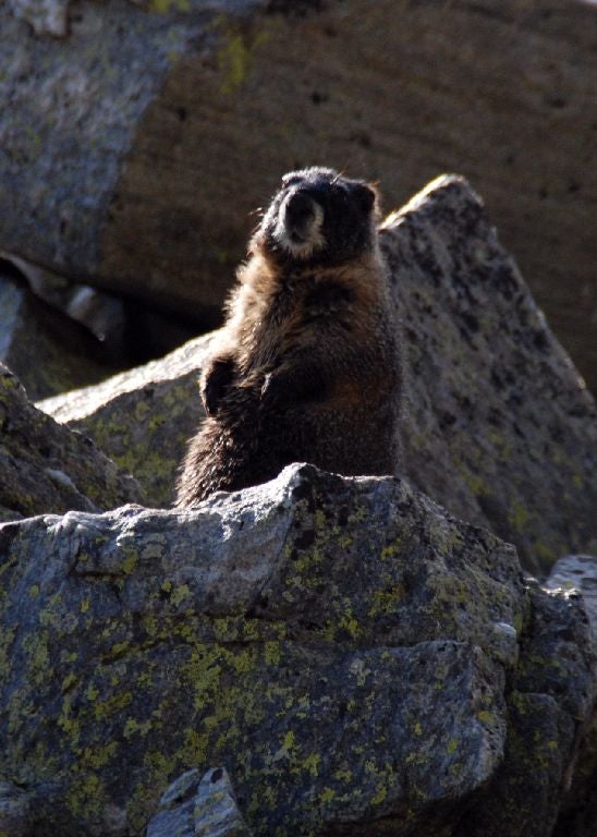 azul plateau – Plateau Marmots