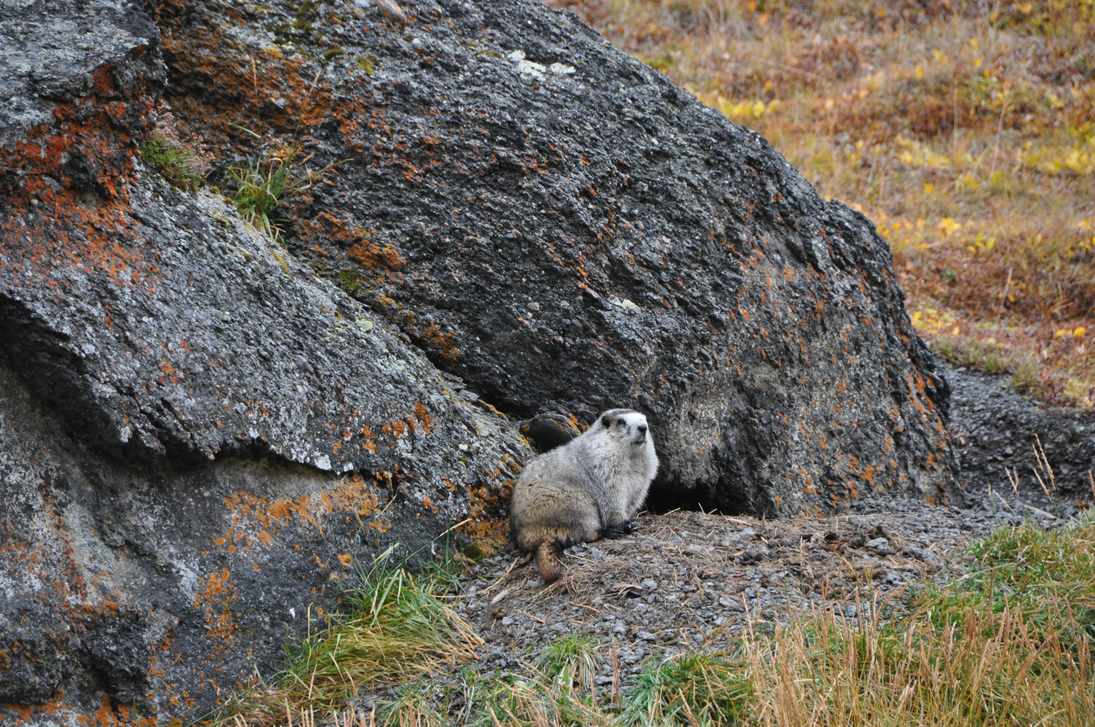 Marmot None