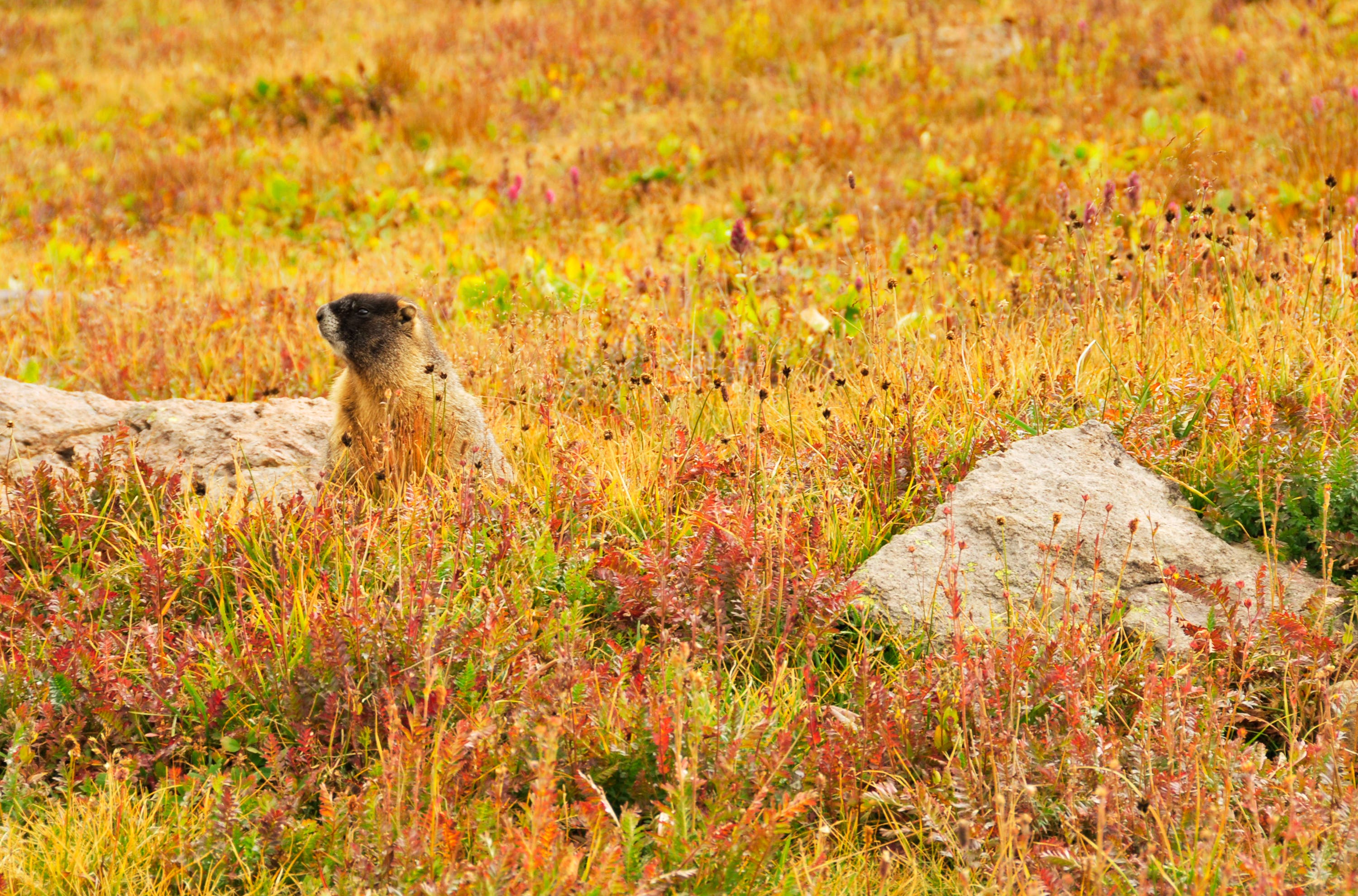Marmot None