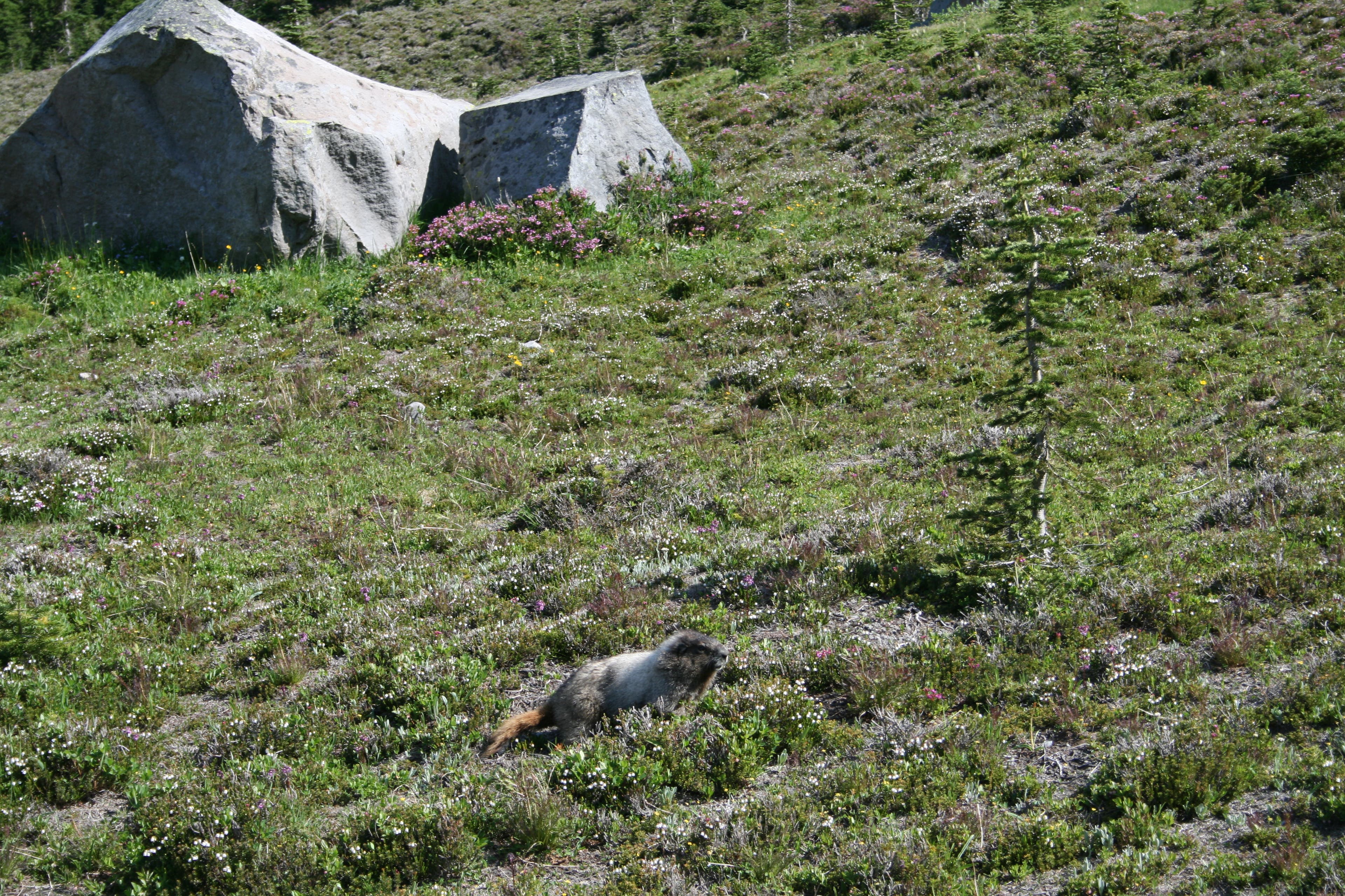 Marmots at Moraine Park None