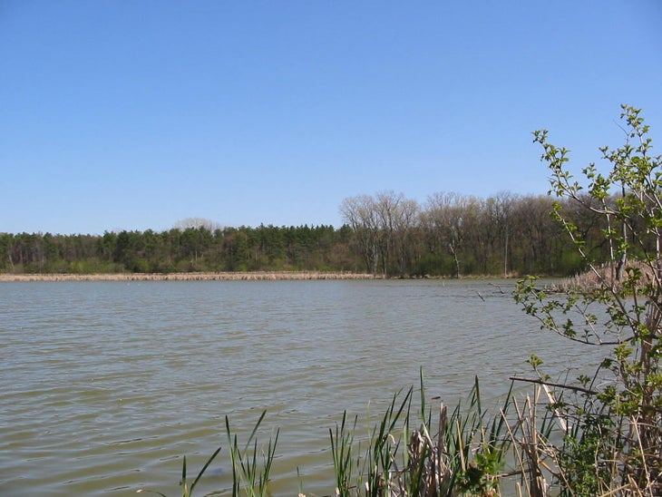 Marsh None