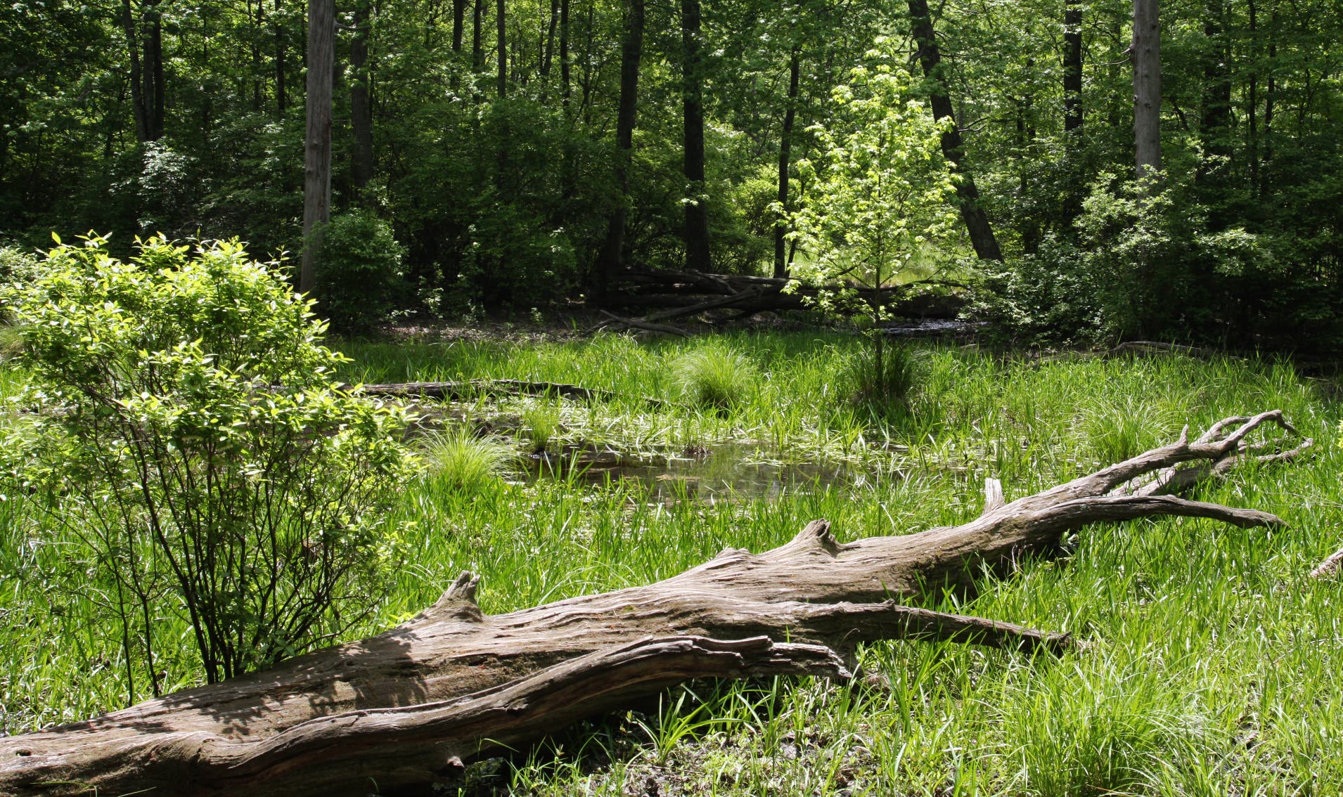 Marsh near Garden Club Blind None