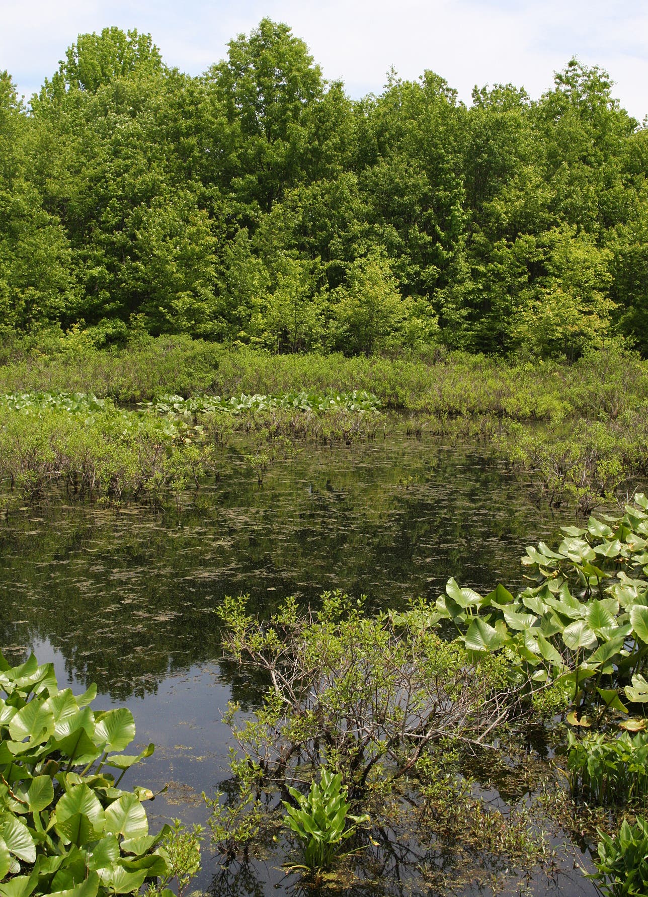 Marsh near Sportsmen Blind None