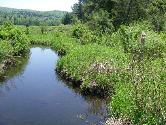 Marsh Pool None