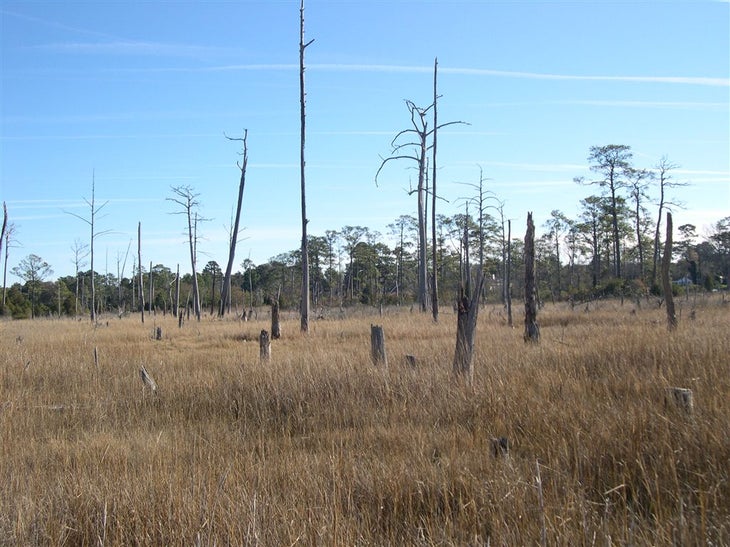 Marsh View None