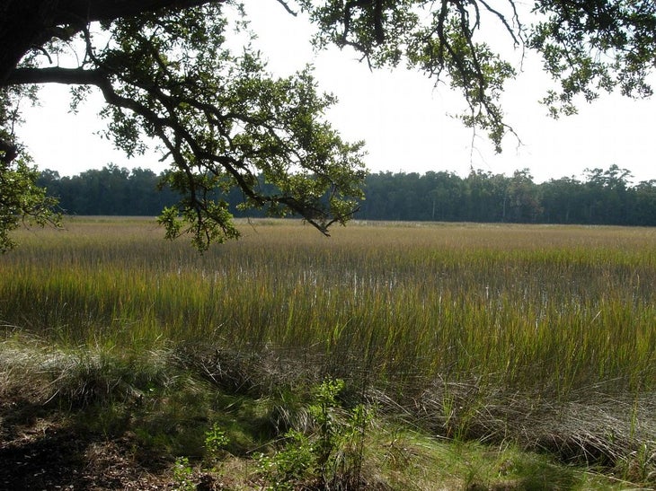 Marsh Views None