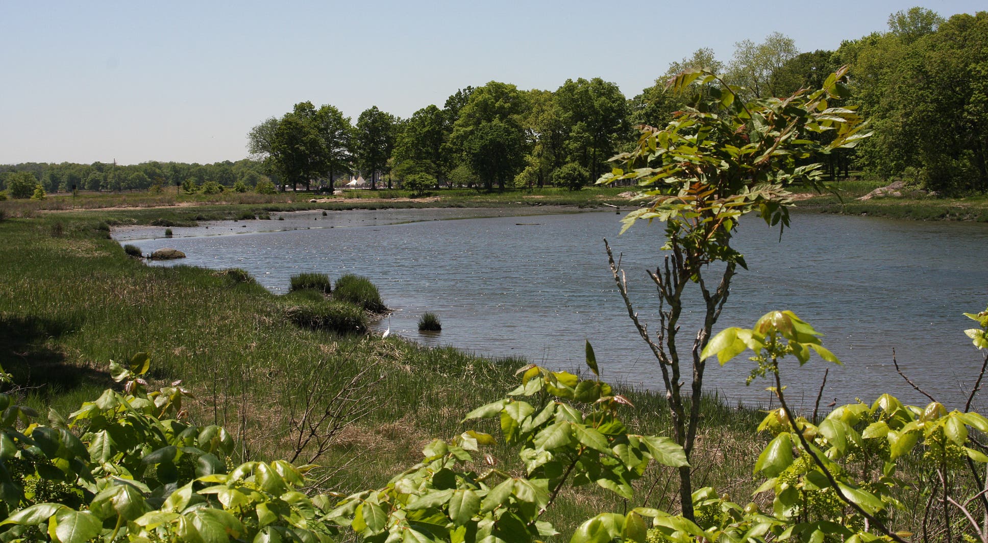 Marshland on West Island None