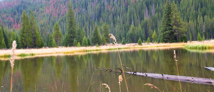 Marshland None