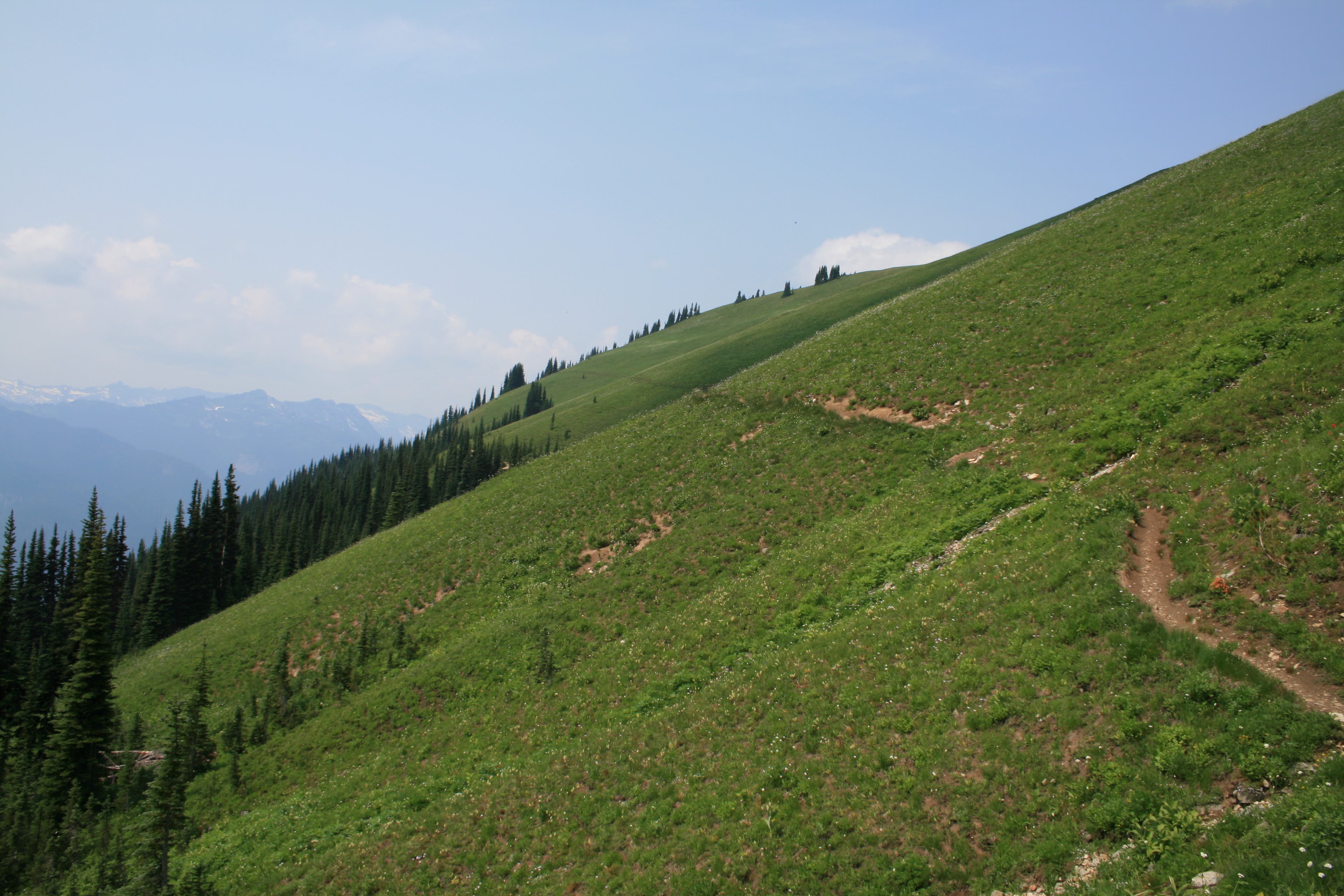 Massive meadows on Miner's Ridge None