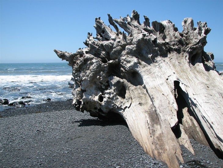 Massive Trunk None