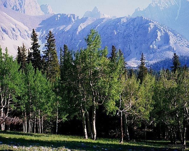 Meadow None