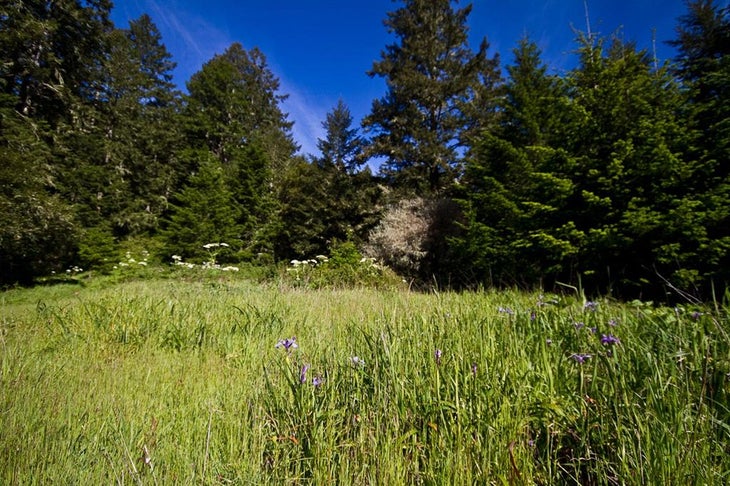 Meadow None
