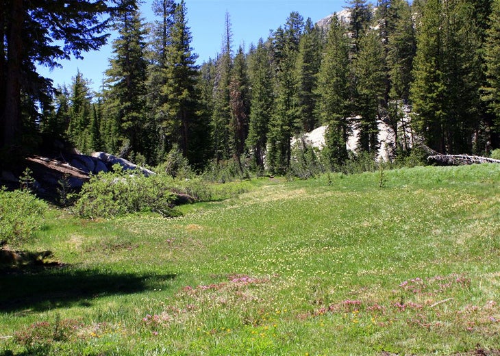 Meadow None
