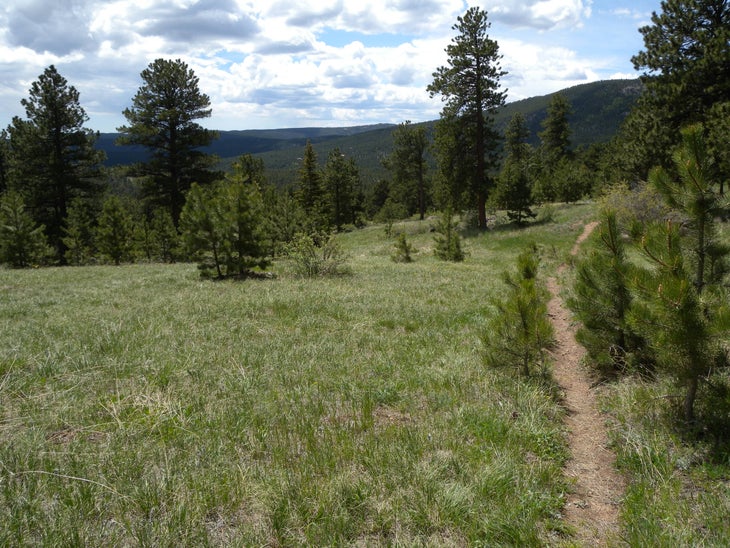 Meadow None