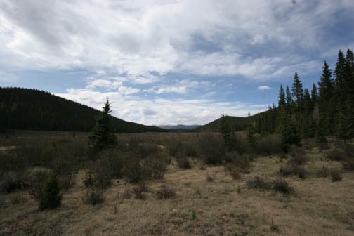 Meadow None