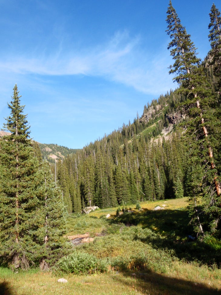 Meadow None