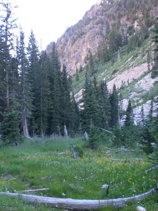 Meadow None