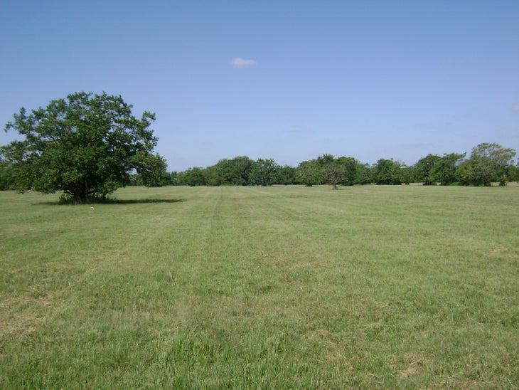 Meadow None