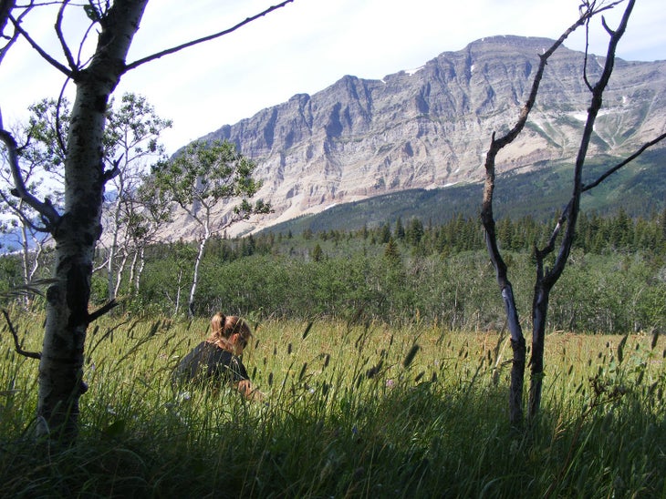 Meadow None