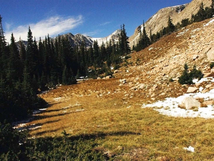 Meadow None