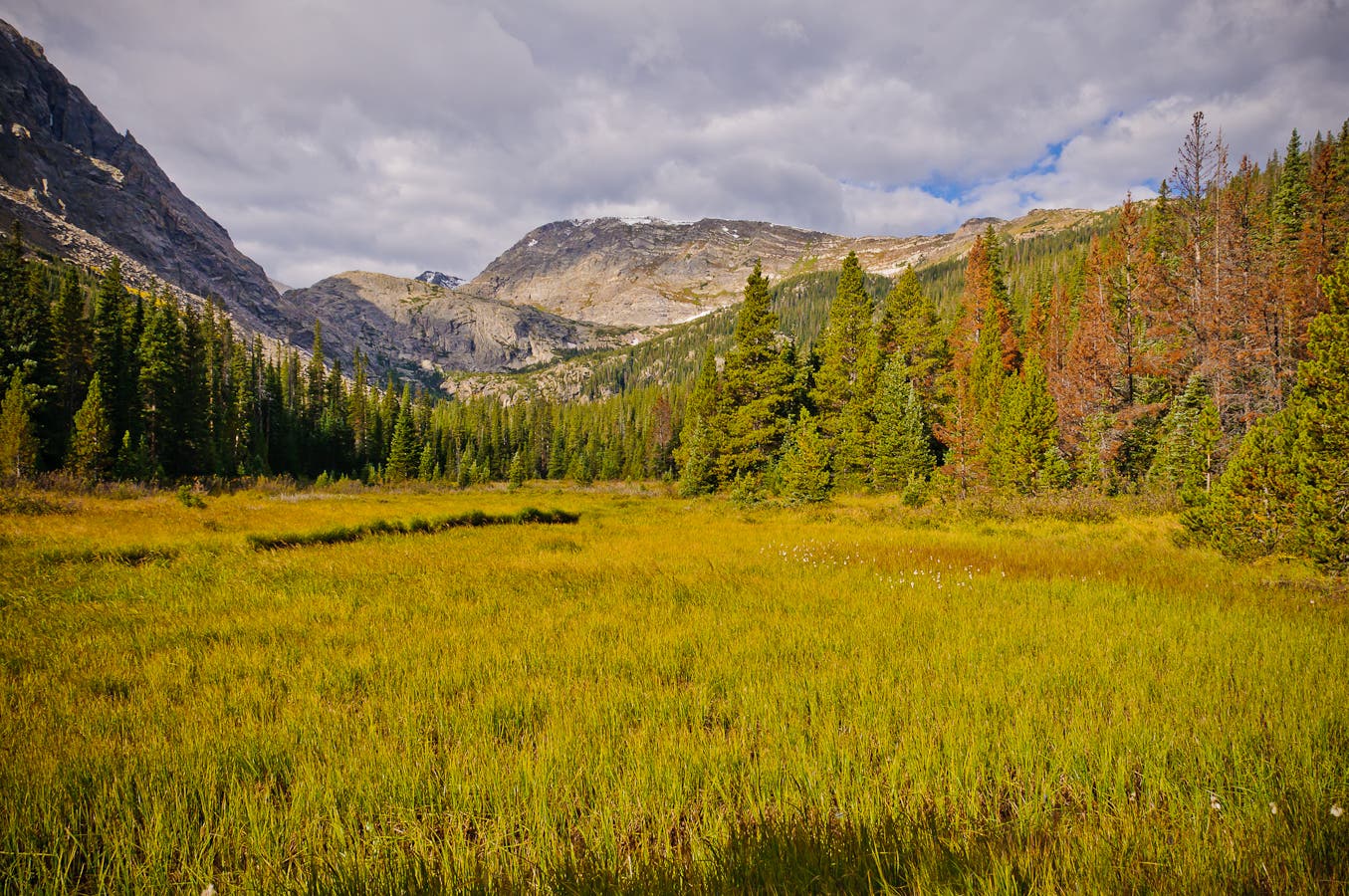 Meadow above Forest Canyon None