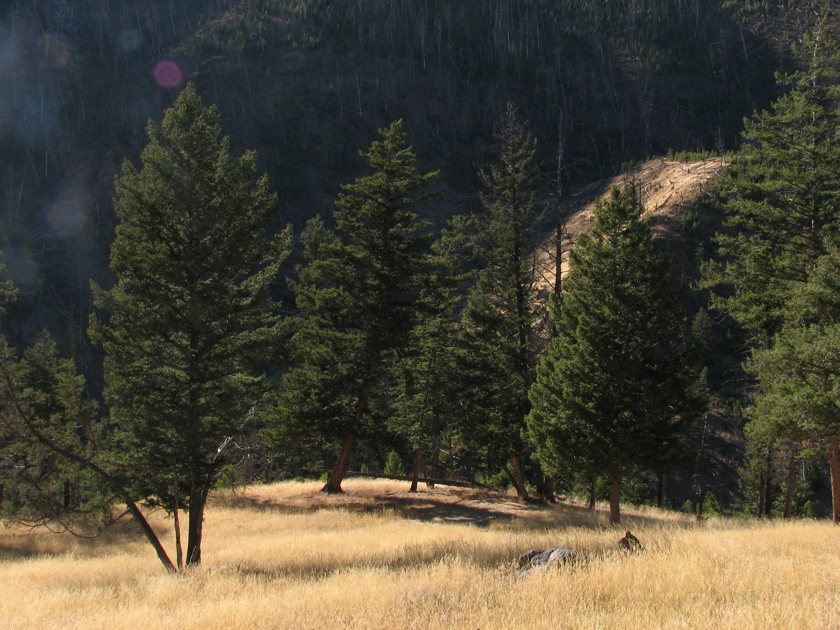 Meadow along the Yellowstone River None