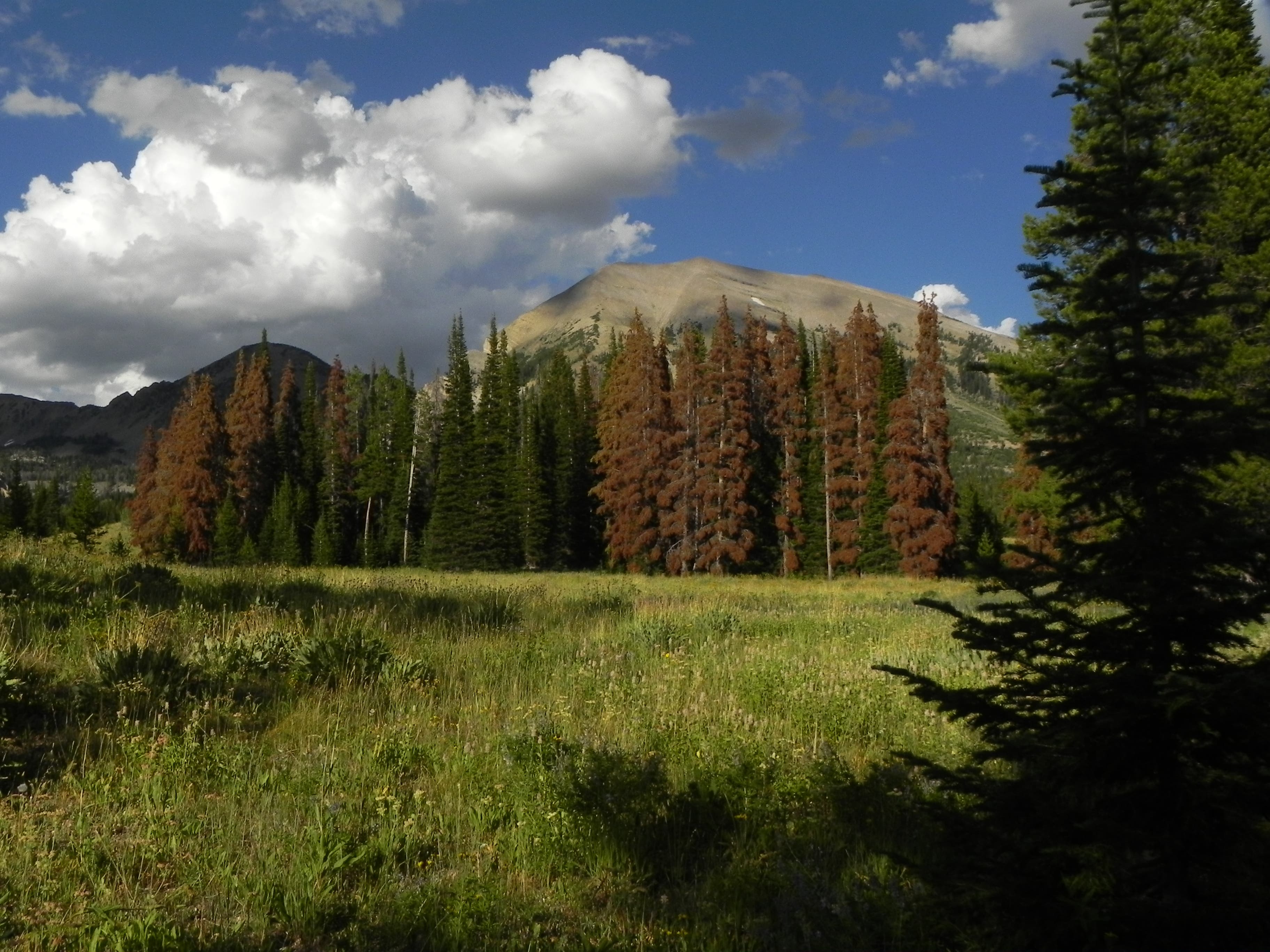 Meadow beneath Shoal Peak None