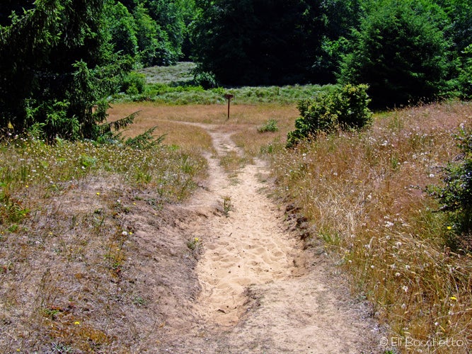 Meadow Fork None
