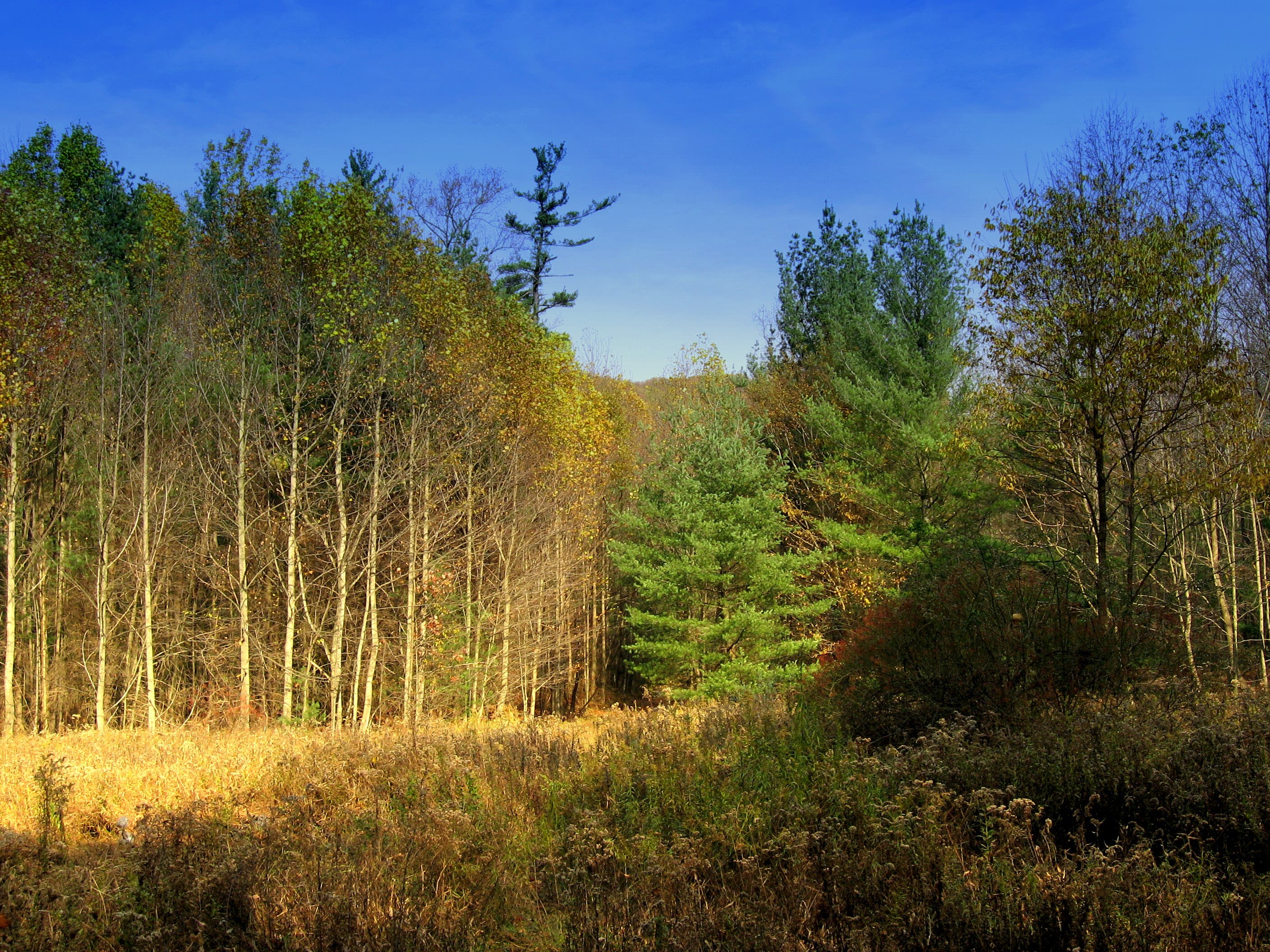 Meadow on Sunset Rocks Trail None