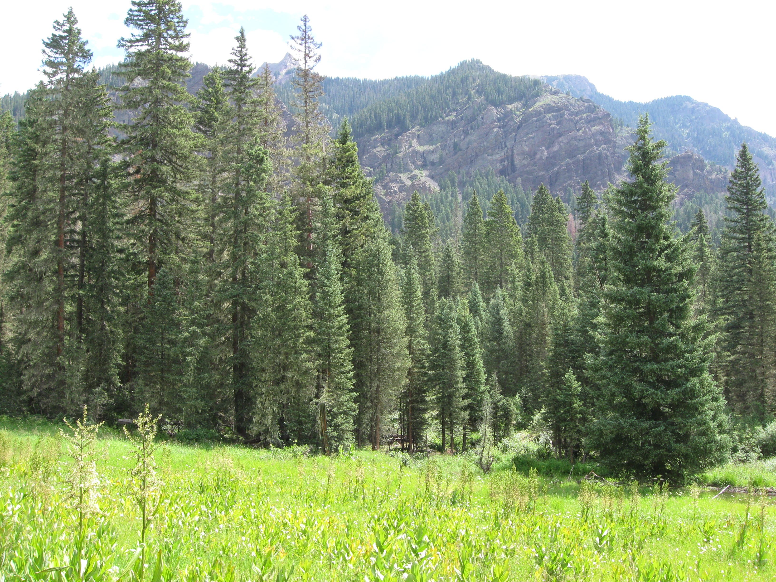 Meadow, trees, and peaks None