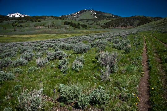 Meadow Vallley None