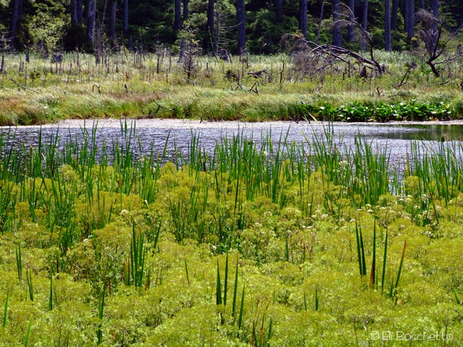 Meadow View None