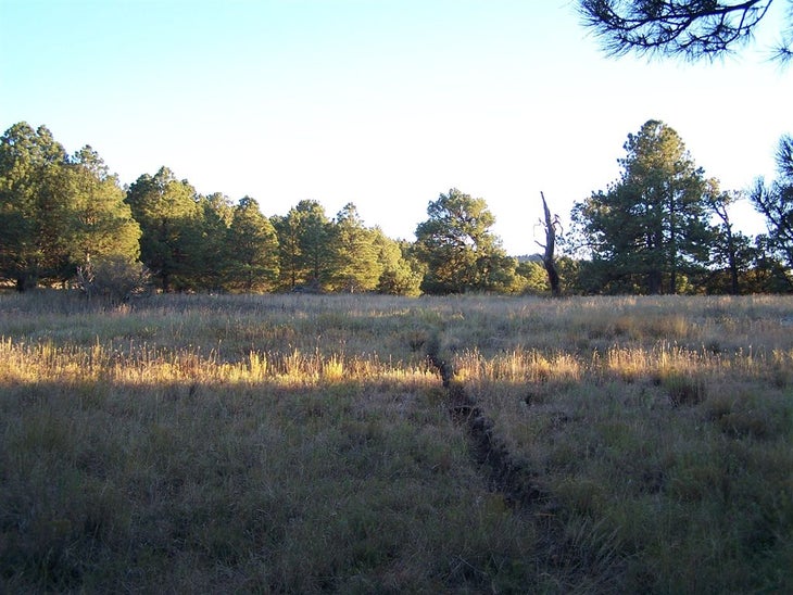 Meadows None