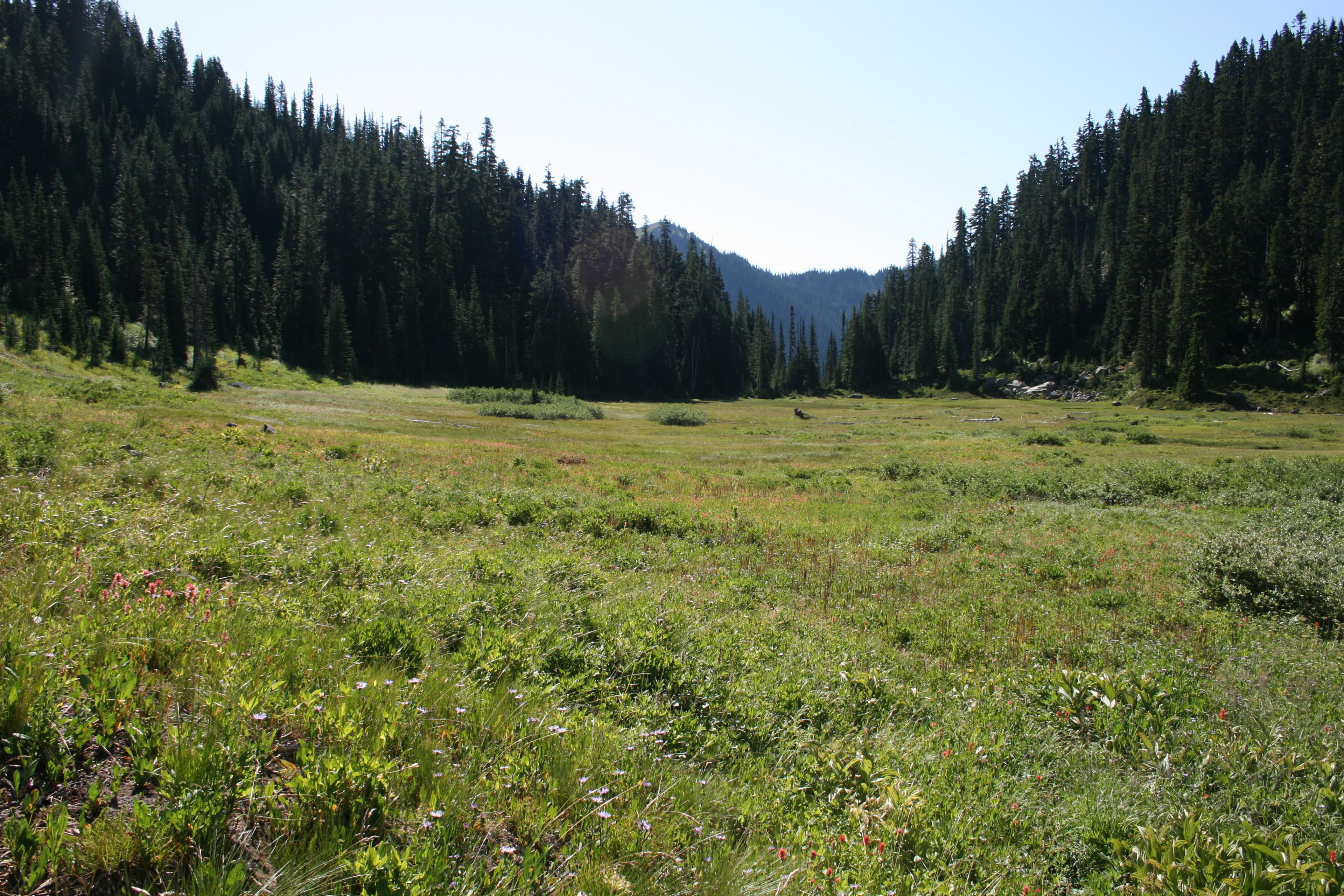 Meadows in Doughgod creek drainage None