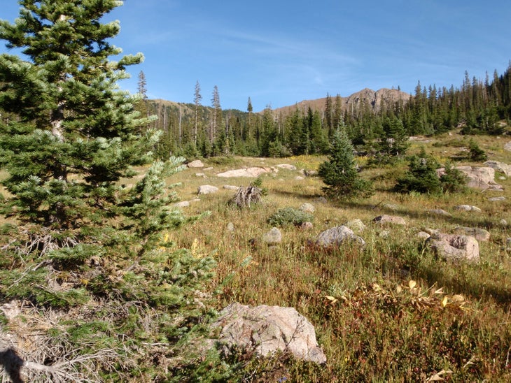 Meadows None