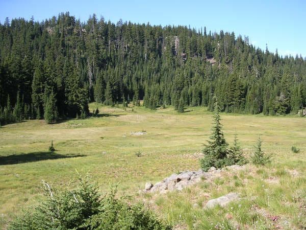 Mesa Creek Meadows None