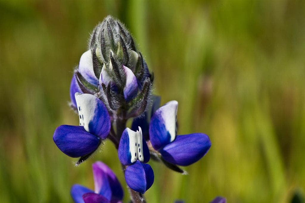 Minature Lupine None