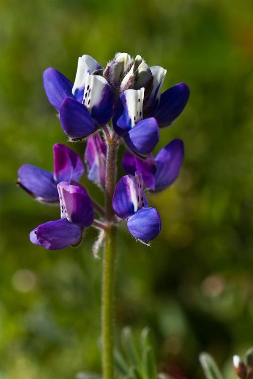 Miniature Lupine None