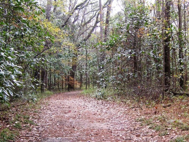 Mixed Forest None