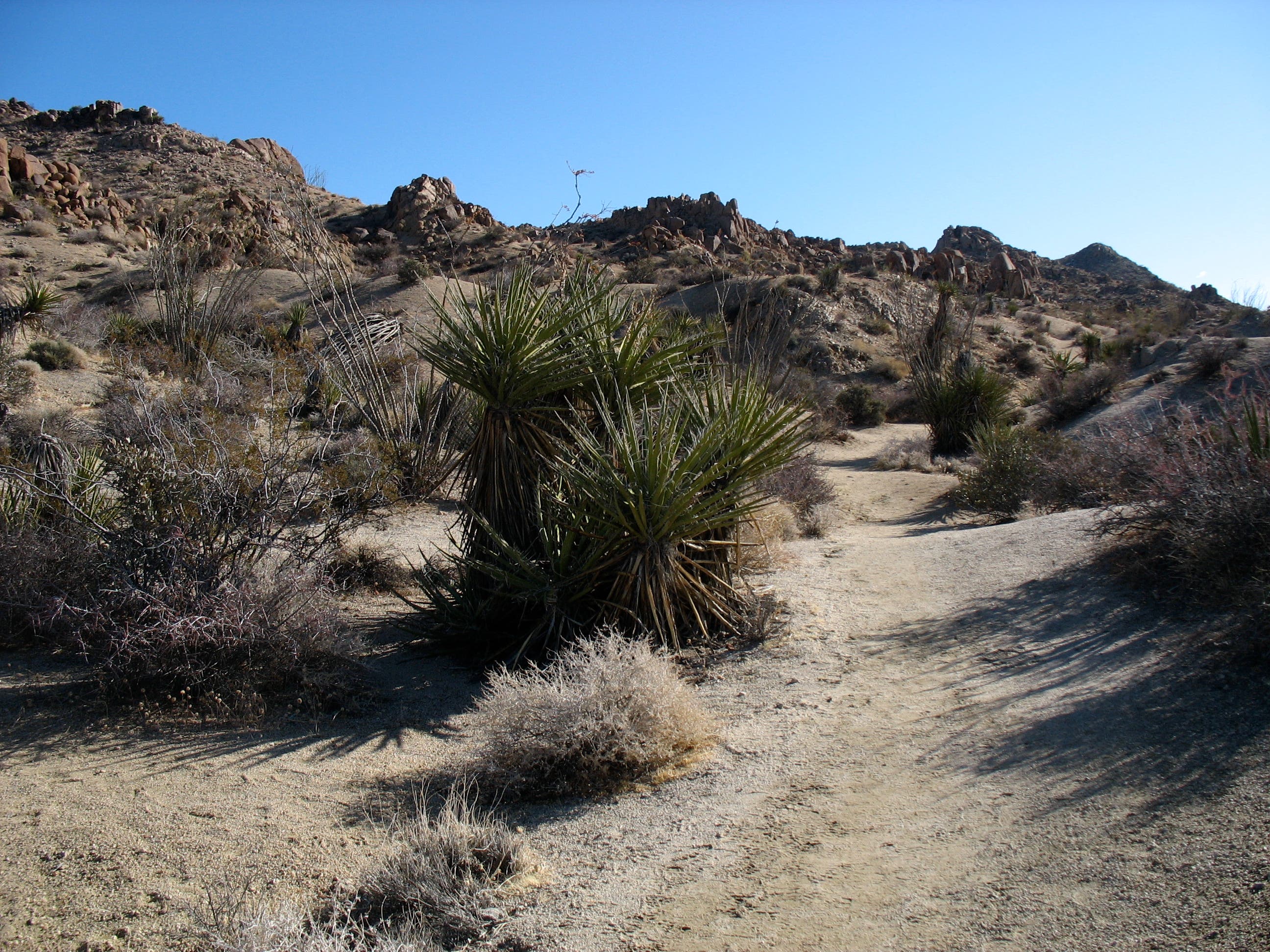 Mojave Yucca None