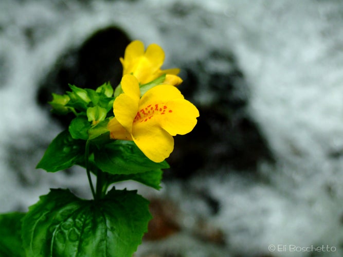 Monkeyflower None