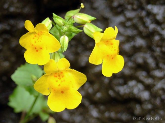 Monkeyflower None
