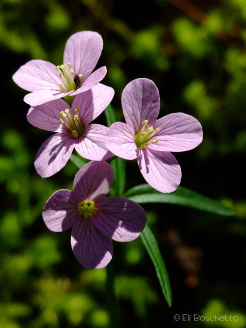Moonwort None