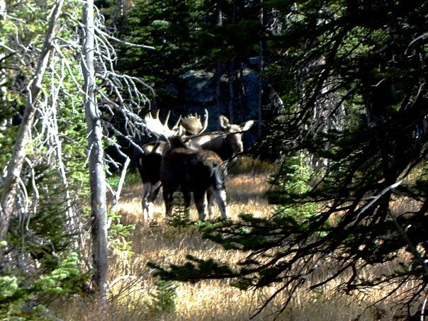 Moose None