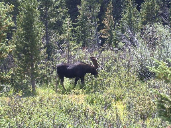 Moose None