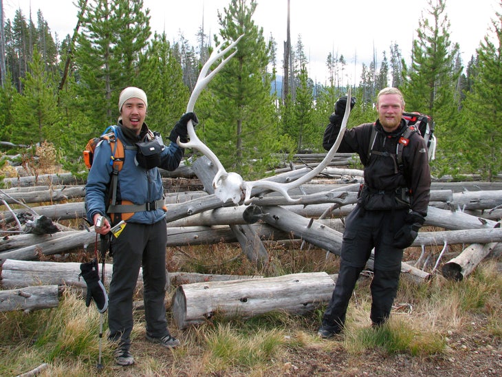 Moose Antlers None