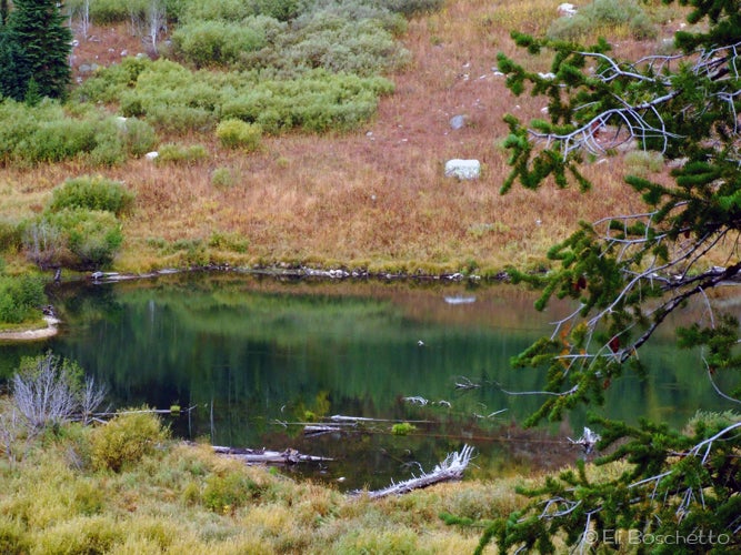 Moose Ponds None