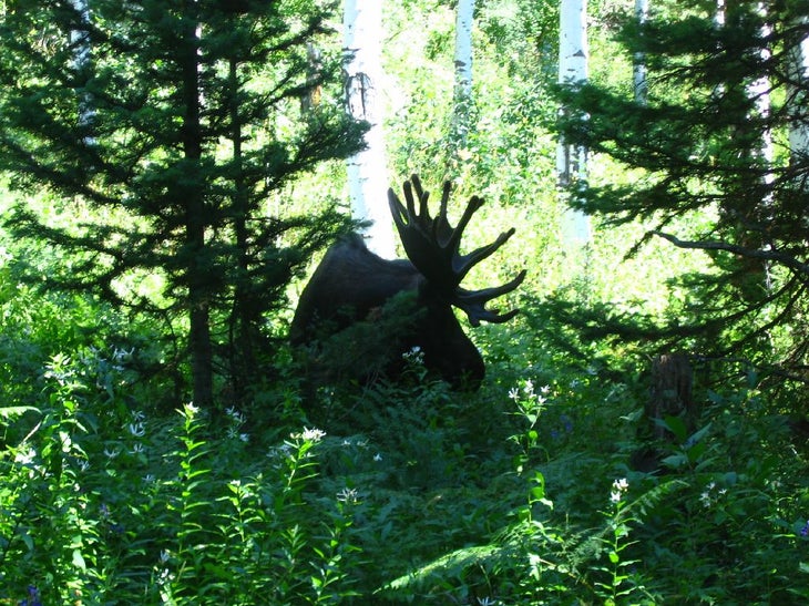Moose None